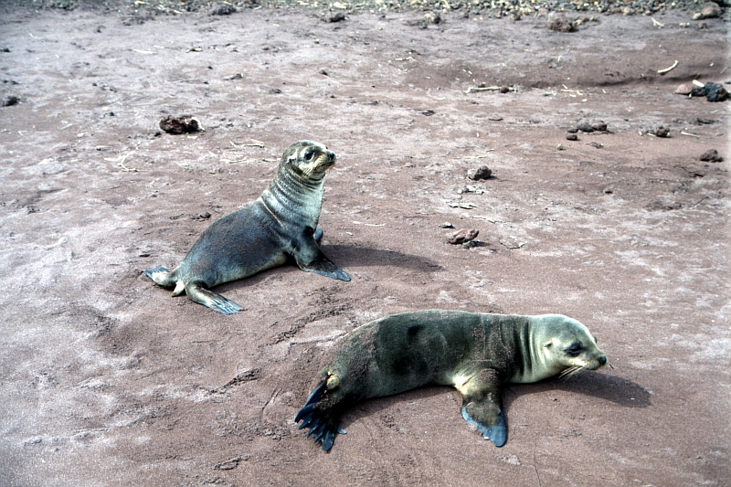 Robben - Galapagos